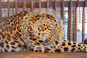 The leopard photo